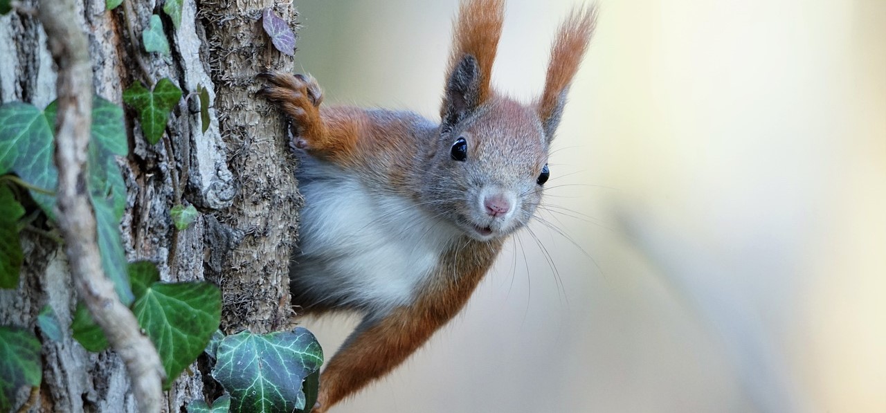Veilige oversteek eekhoorns Haagse Bos door nieuwe touwbruggen