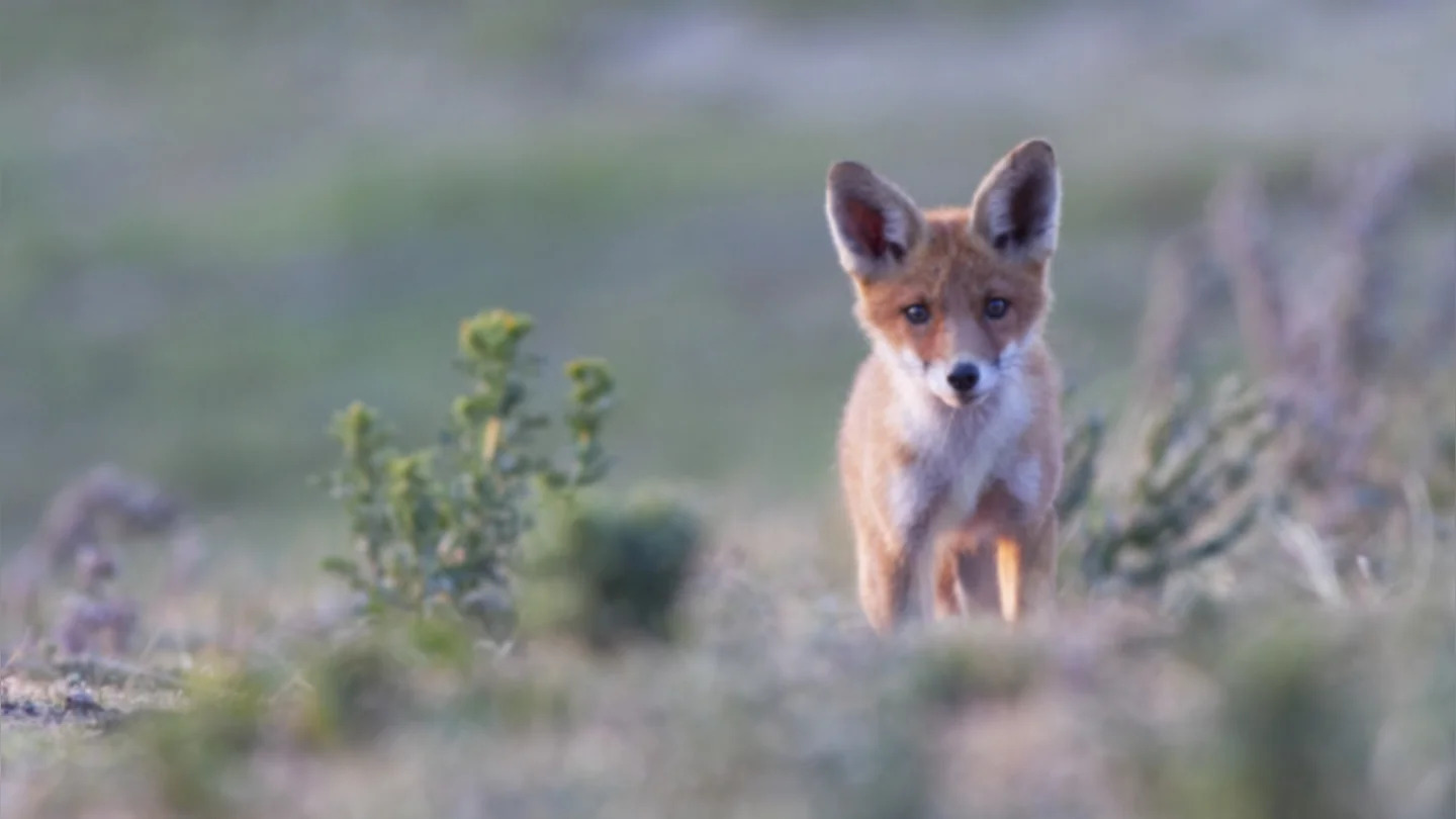 Foto Beeldbank Hollandse Duinen