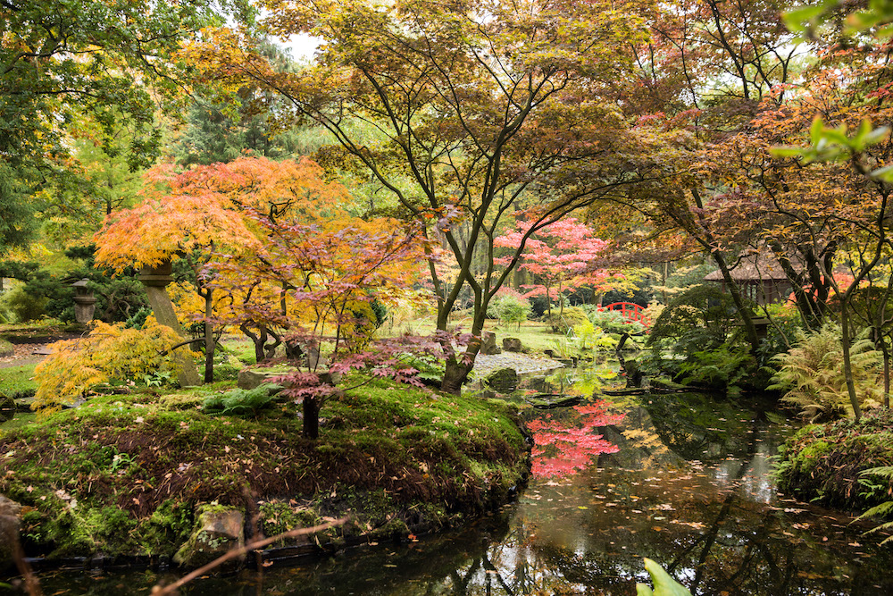 Japanse Tuin weer open van 15 t/m 30 oktober