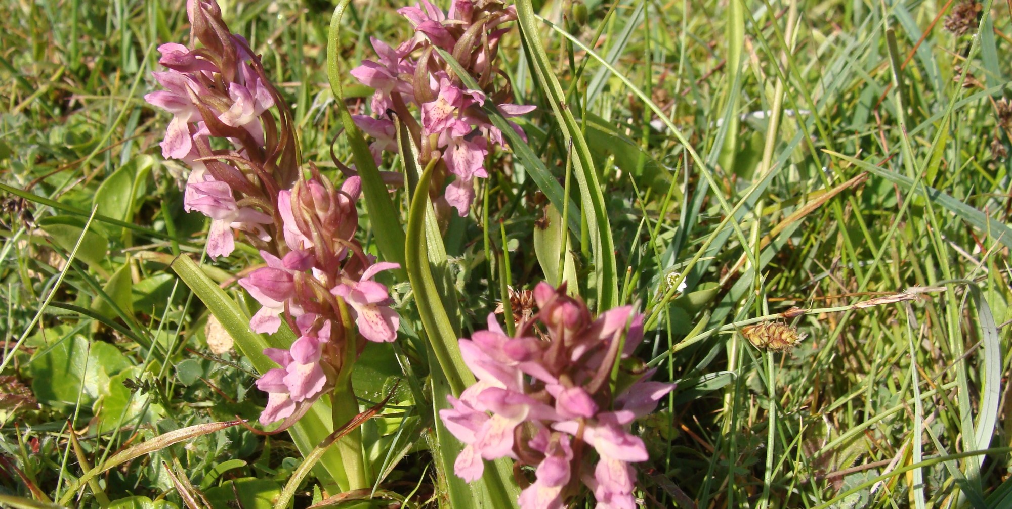 Lentewandeling Bunkers, nachtegalen en orchideetjes 23 en 24 mei