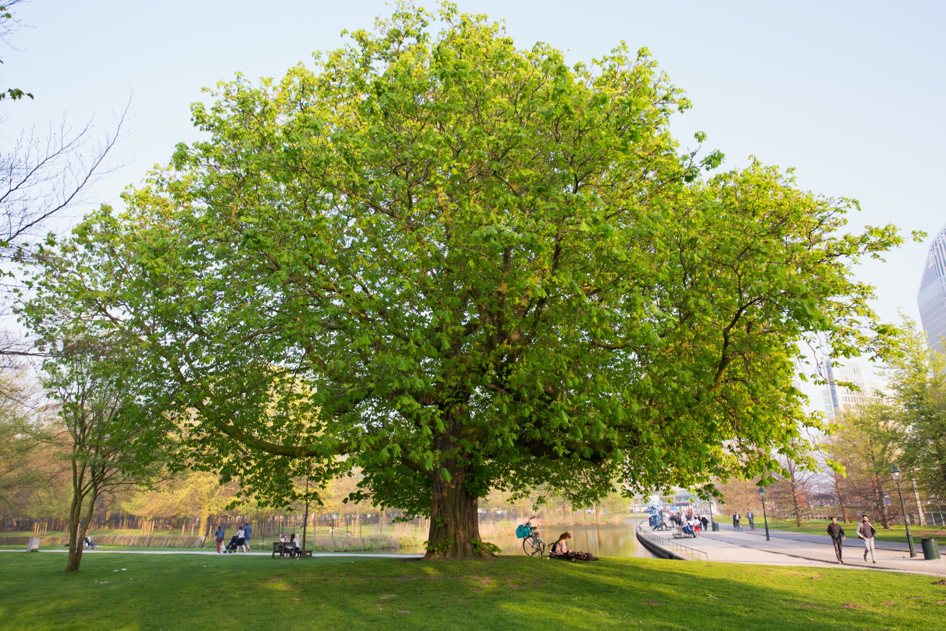 Geef jouw Haagse lievelingsboom op voor Boom van het Jaar 2026