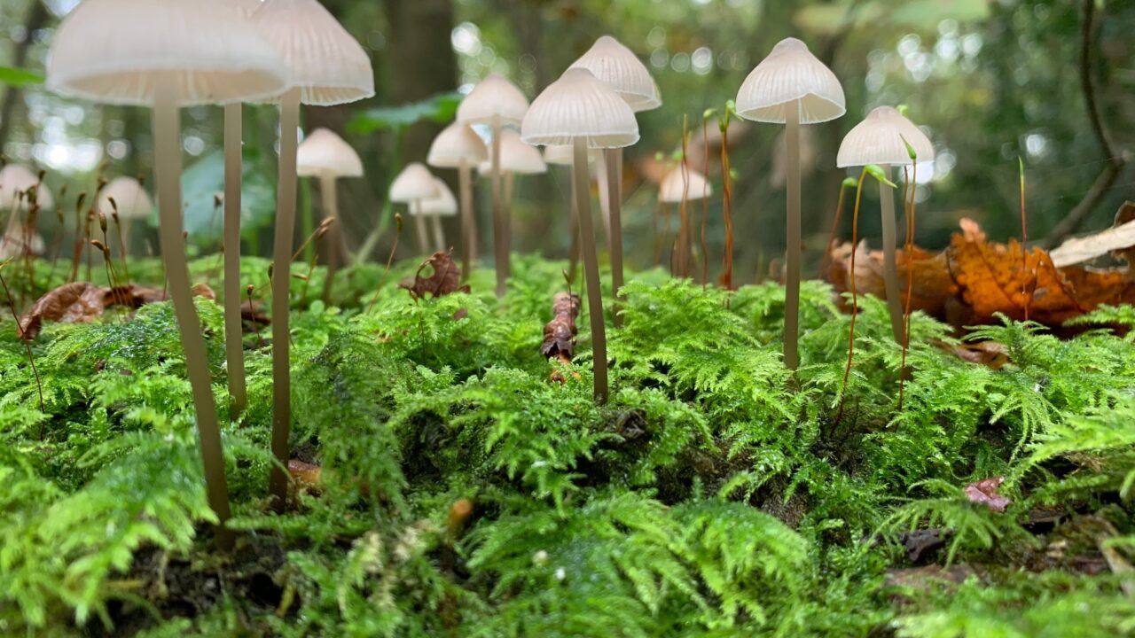 Herfstgeuren en kleuren op Landgoed Ockenburgh 8 november