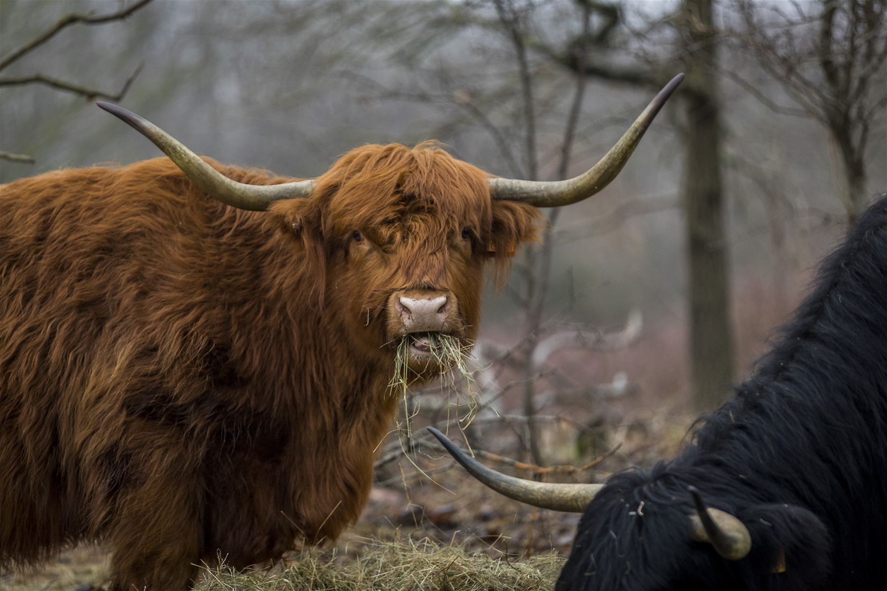 Langs de Haagse kudde: ronde pony’s, wollige schapen en grote grazers