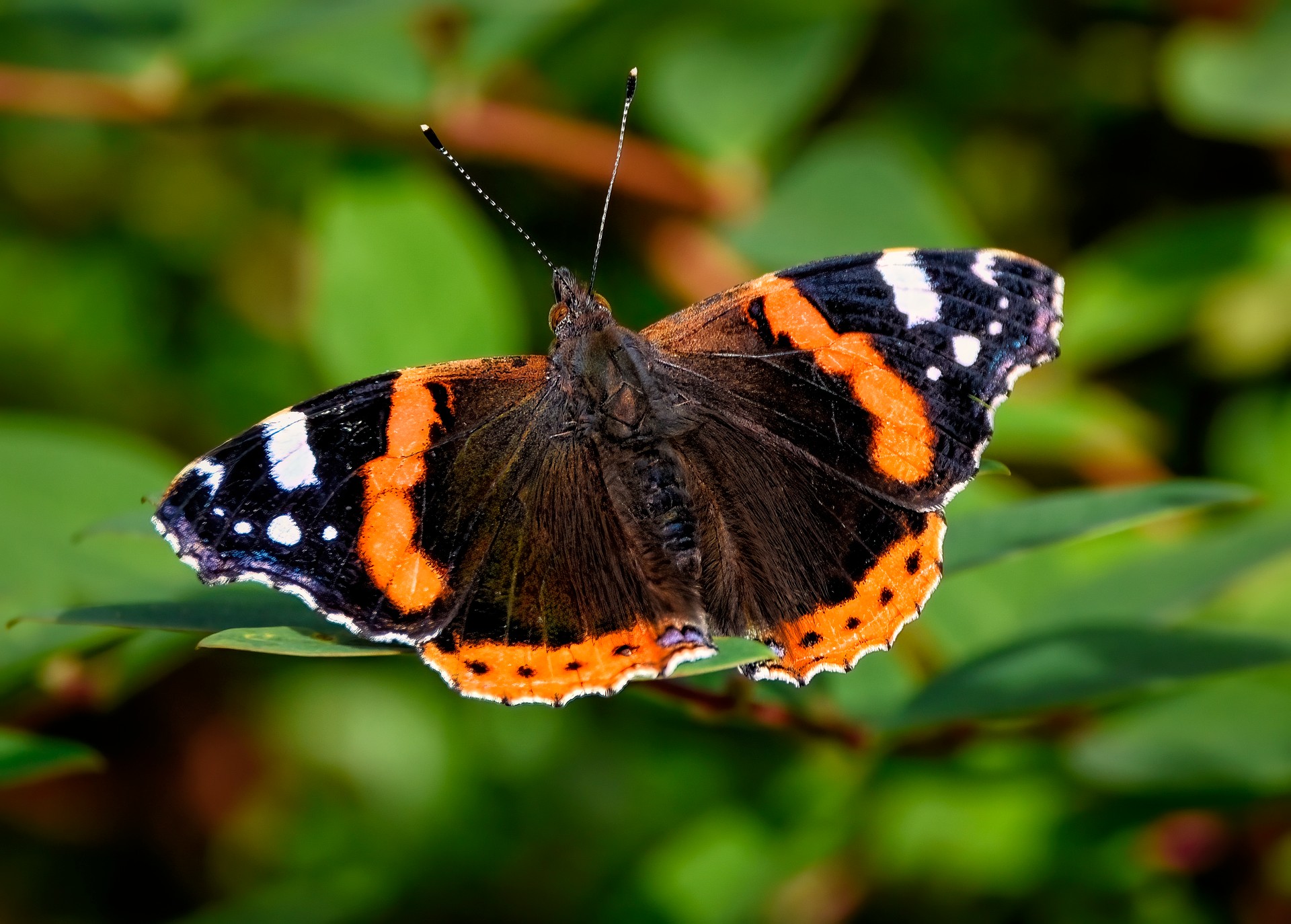 Vlindertuin brengt natuur dichterbij op Woonzorgpark Rosenburg