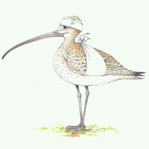 Bezoek aan de Vogelopvang de Wulp 11 maart en 9 september